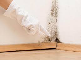 Best Attic Mold Removal  in Fort Worth, TX